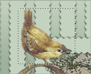 bird selection