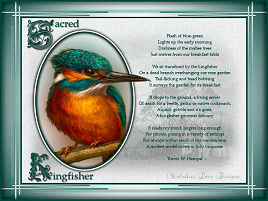 Sacred Kingfisher